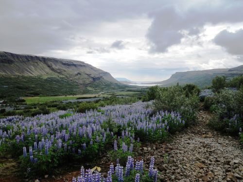 flowers mountains nature