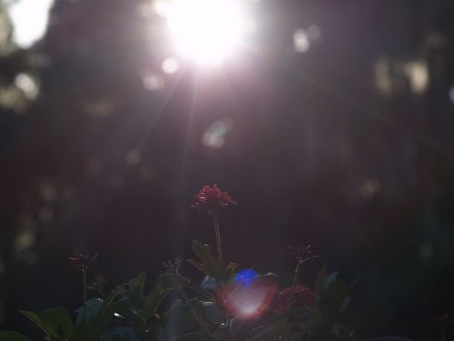 flowers red flowers sunshine