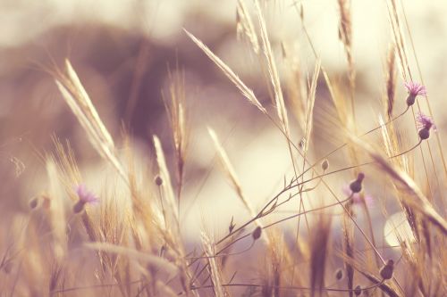 flowers grass nature