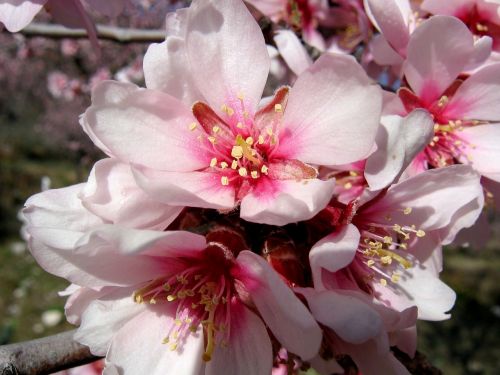 flowers almond tree tree