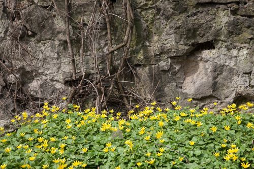 flowers wall spring