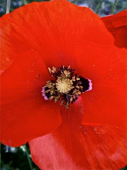 flowers poppy grass