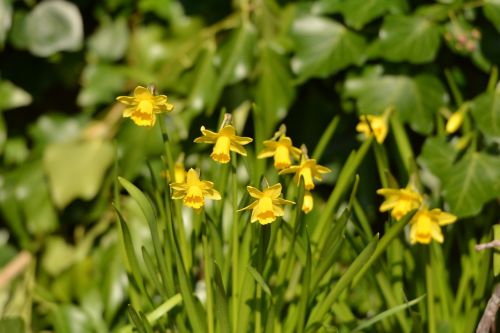 flowers narcis spring