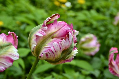 flowers tulips holland