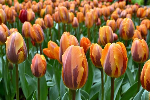 flowers tulips holland