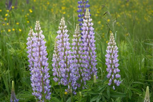flowers grass lupines