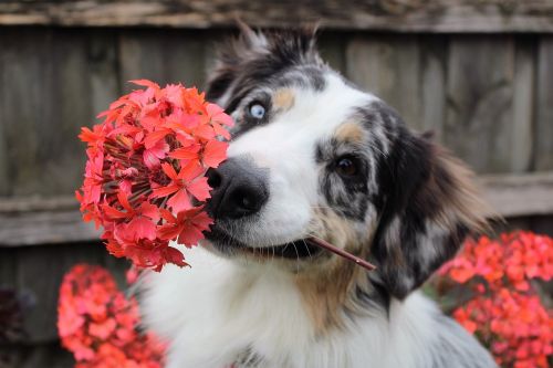 flowers dog shepherd