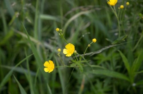 flowers grass nature