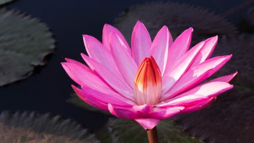 flowers pink flowers water lily