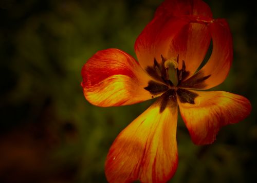 flowers garden green