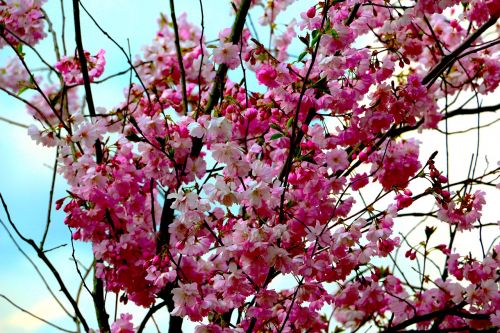 flowers pink blossom