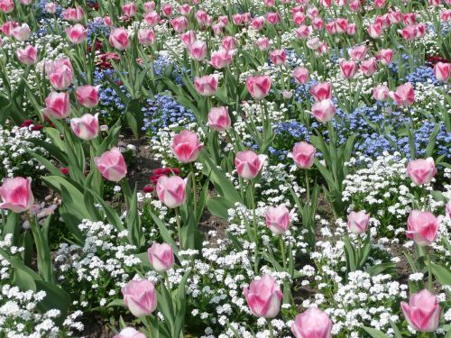 flowers frankfurt palm garden