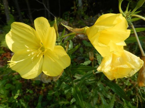 flowers yellow nature