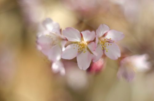 flowers cherry spring