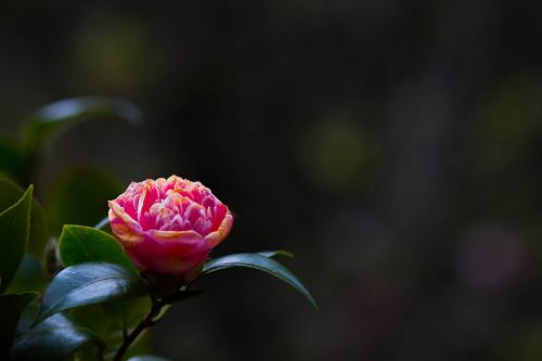 flowers rose the pink flowers