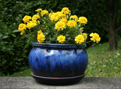 flowers flowerpot yellow