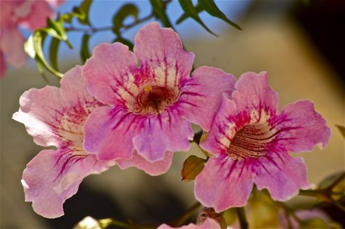 flowers garden autumn