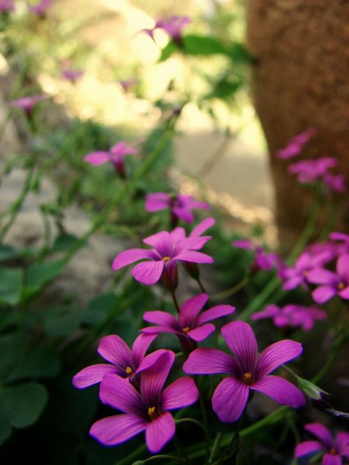 flowers wild magenta