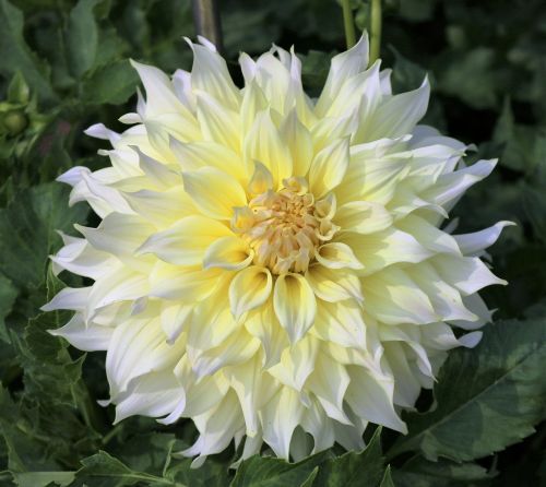 flowers white garden flowers