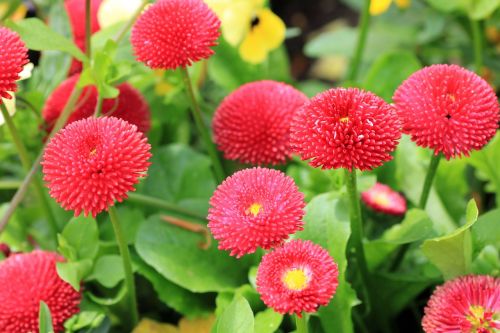 flowers plant red