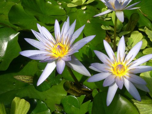flowers water lilly pond