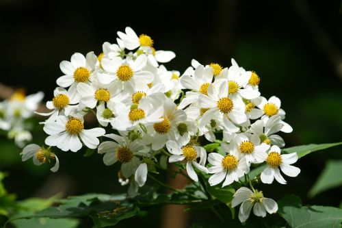flowers white yellow
