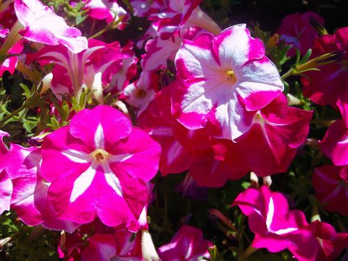 flowers petunia pink