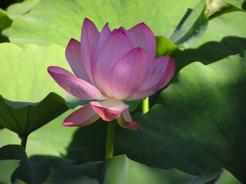 flowers garden water lily