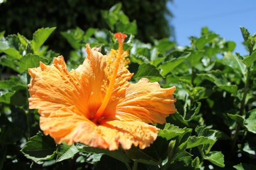 flowers nature sky