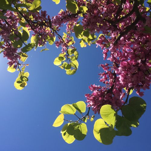 flowers spring plant