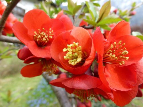 flowers red plant