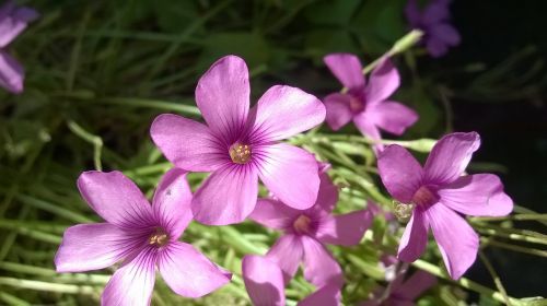 flowers violet nature
