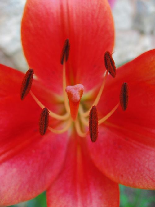 flowers lilium nature