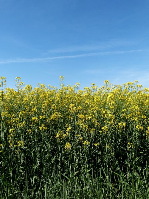 flowers sky yellow