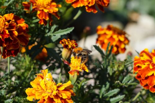 flowers plant nature