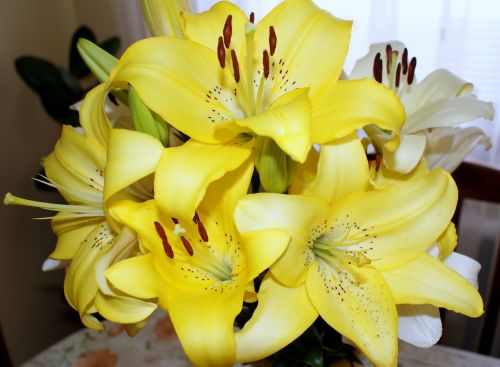 flowers lily yellow