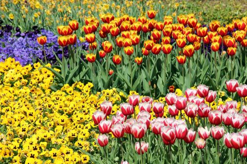 flowers plant tulips
