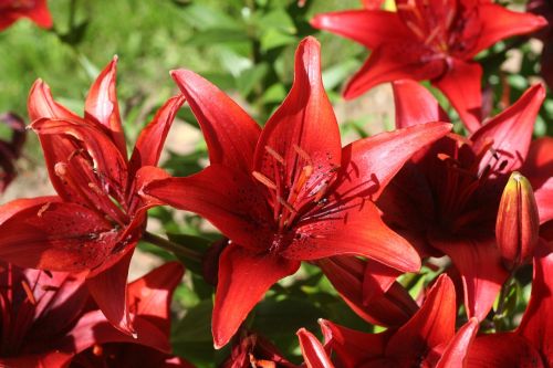 flowers lily red