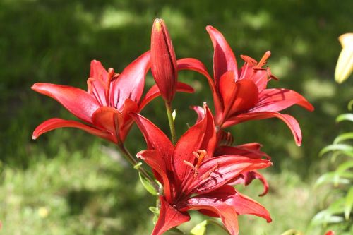 flowers lily red