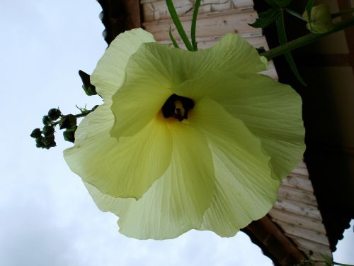 flowers yellow flower spring