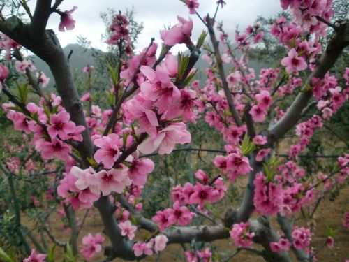 flowers almond tree pink