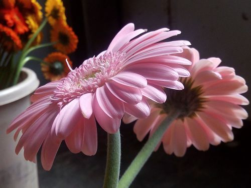 flowers gerbera pink