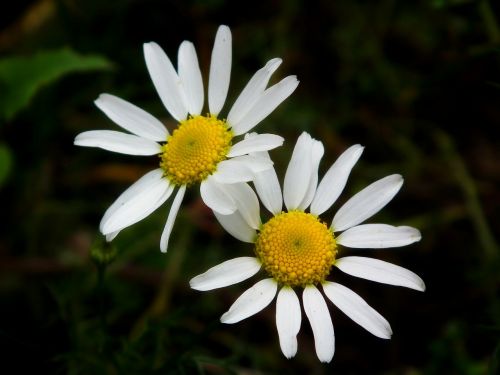 flowers flower chamomile