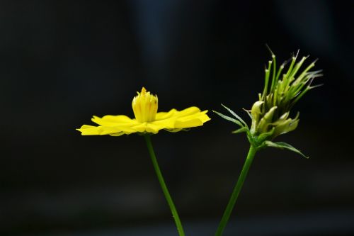 flowers flower yellow flower