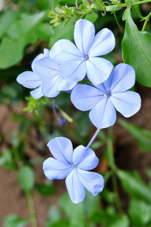 flowers flower blue flower