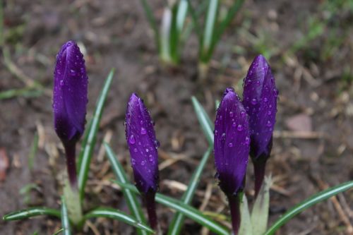 flowers purple flower springtime