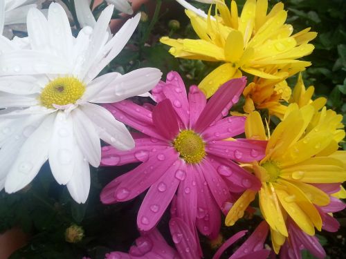 flowers colorful raindrop