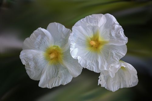 flowers white white flowers