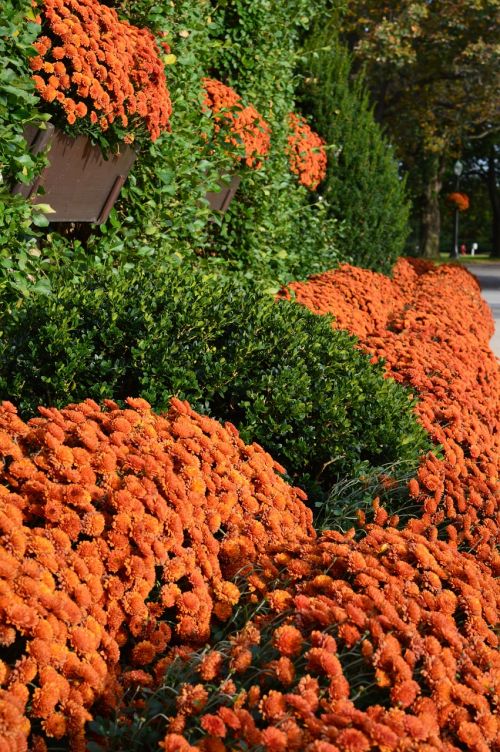 flowers mums floral