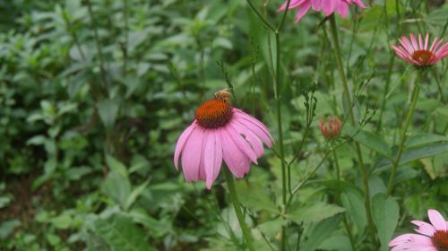 flowers pink bee